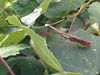 Chinese Mantis (Tenodera sinensis) / 왕사마귀 (Korean)