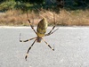 Jorō Spider (Nephila clavata) / Korean: 무당거미
