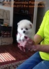 Outstanding Valentine T-Cup Pomeranian Puppies Text (701) 660-2572.