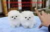 Purebred Pomeranian puppies for sale Contact (701) 660-2572