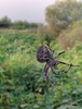 Giagantic Araneus spider weaving its web
