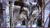 Panthera 0612 Collin  Bogle Winter Companions