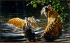 Panthera 0620 Michael Jackson Bengal Bathers