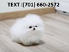 Outstanding Pomeranian Puppies Available Text (701) 660-2572