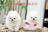 Tiny/Teacup Pomeranian Puppies Available Text (701) 660-2572