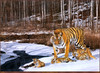 Panthera 0660 Simon Combes Siberian Winter