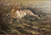 Panthera 0710 Alan M. Hunt Lazy Afternoon