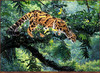 Panthera 0716 Simon Combes Jungle Phantom