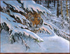 Panthera 0722 Guy Coheleach Siberian Ambush