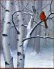 Panthera 0786 Robert R. Copple Color of Winter