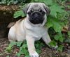 Top Class Pug Puppies Available-Text (754) 202-5182