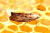 Greater wax moth (Galleria mellonella)