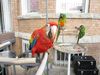 Healthy Weaned Parrots and Fertile Eggs