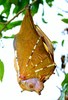 Philippine tube-nosed bat (Nyctimene rabori)