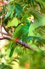 Yellow-shouldered parrot (Amazona barbadensis)