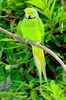 Mauritius parakeet (Psittacula eques)