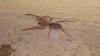 I Have Seen Camel Spider At my Home
