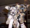 Two Teacup Yorkie Puppies Needs a New Family Text (419) 635-7149