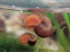 great ramshorn snails - Planorbarius corneus