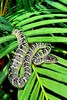 Wagler's pit viper (Tropidolaemus wagleri)