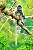 Silvered langur (Trachypithecus cristatus)