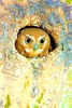 Elf owl (Micrathene whitneyi)