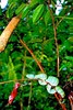 Wagler's pit viper (Tropidolaemus wagleri)
