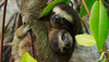 Pygmy three-toed sloth (Bradypus pygmaeus)