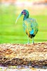 Green ibis (Mesembrinibis cayennensis)