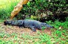 New Guinea crocodile (Crocodylus novaeguineae)