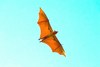 Malayan flying fox (Pteropus vampyrus)