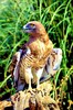 Short-toed eagle (Circaetus gallicus)