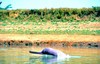 Ganges river dolphin (Platanista gangetica)