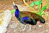 Congo peafowl (Afropavo congensis)