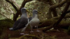 Buller's albatross (Thalassarche bulleri), pair