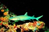 Whitetip reef shark (Triaenodon obesus)
