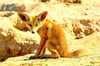 Rüppell's fox (Vulpes rueppelli)