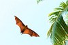 Seychelles flying fox (Pteropus seychellensis)