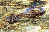 Reticulated python (Python reticulatus)