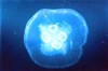 Common jellyfish (Aurelia aurita)