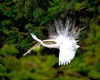 Great white egret (Ardea alba)