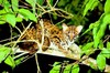 Leopard cat (Felis bengalensis)
