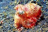 Star-sucker pygmy octopus (Octopus wolfi)