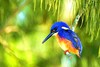 Azure kingfisher (Alcedo azurea)