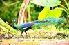Green peafowl (Pavo muticus)