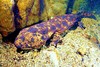 Japanese giant salamander (Andrias japonicus)