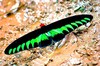 Rajah Brooke's birdwing (Trogonoptera brookiana)
