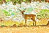 Persian fallow deer (Dama mesopotamica)