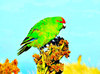Reischek’s parakeet (Cyanoramphus hochstetteri)