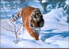 Panthera 0868 Terry Isaac Tyger Tyger
